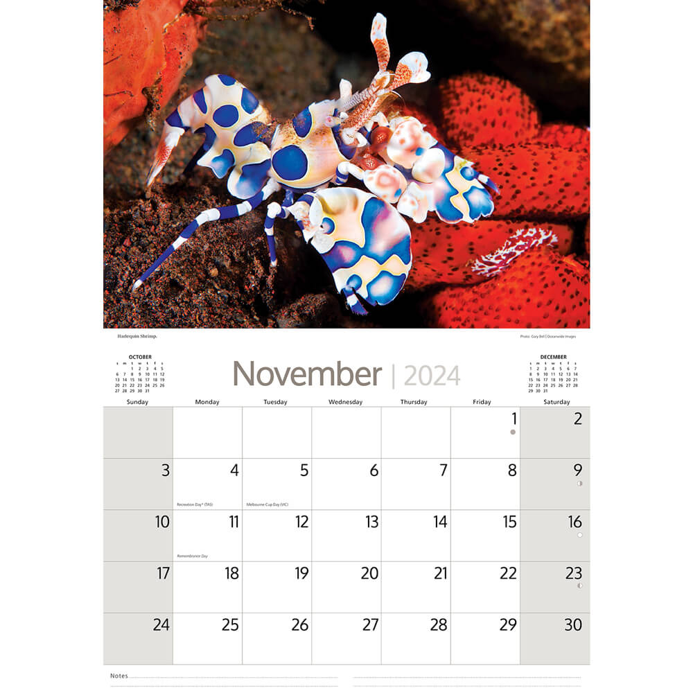 2023 Australian Marine Life Calendar To Send Overseas Bits of Australia