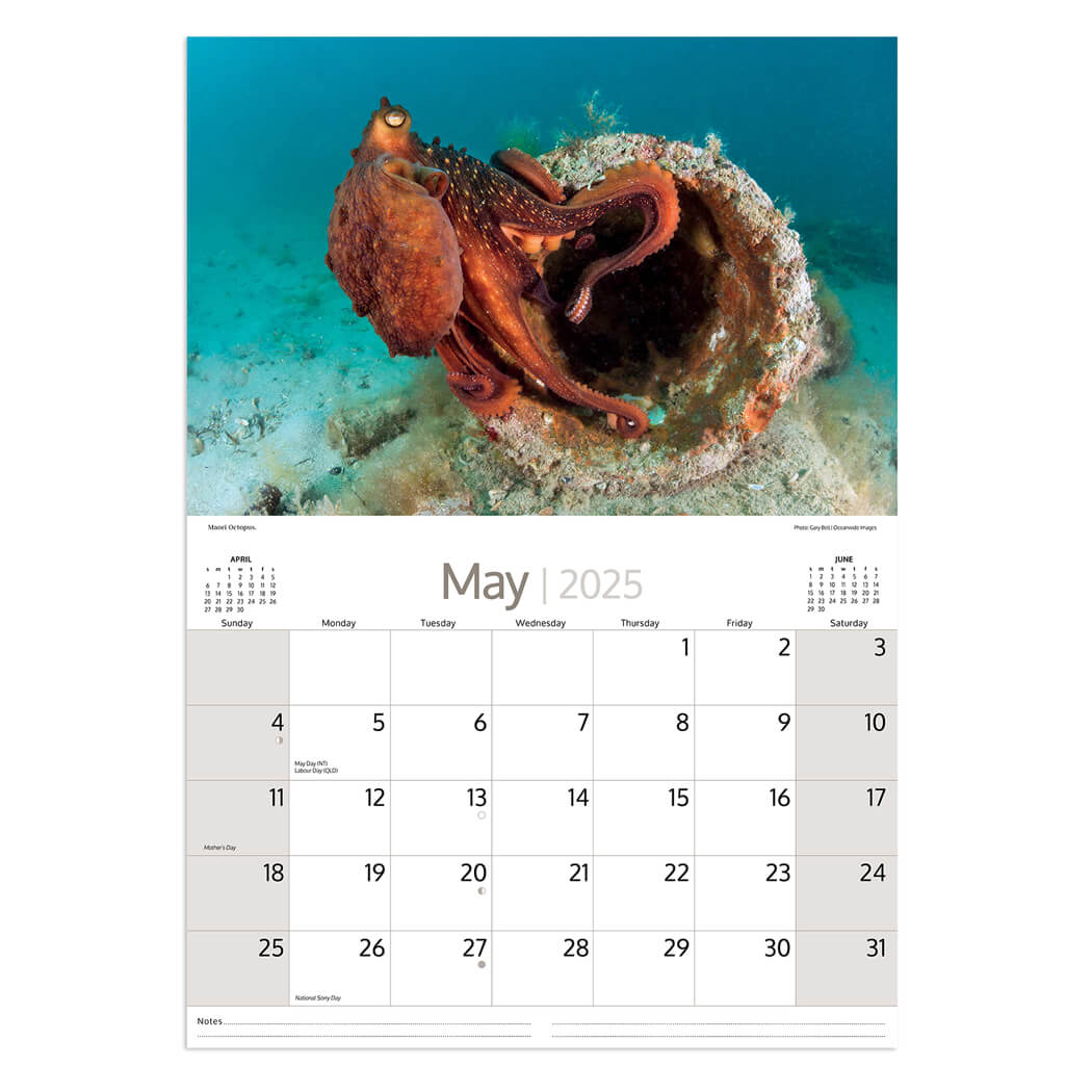 2025 Australian Marine Life Calendar for the best souvenirs from Australia by Artique