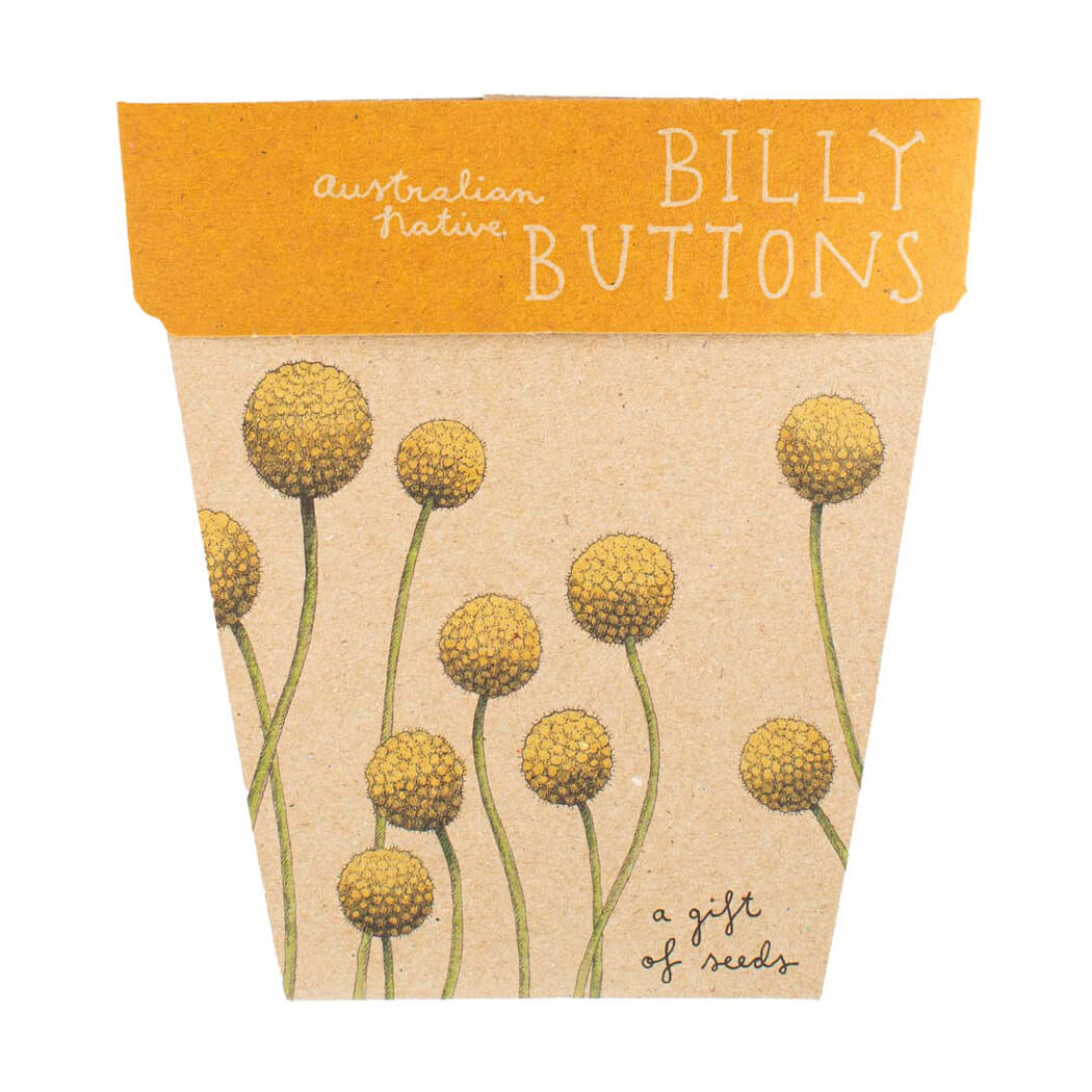 Australian Gifts for Gardeners A Gift of Billy Button Seeds and Greeting Card